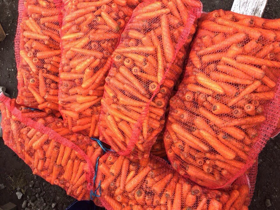Купить морковь Алёнка оптом
